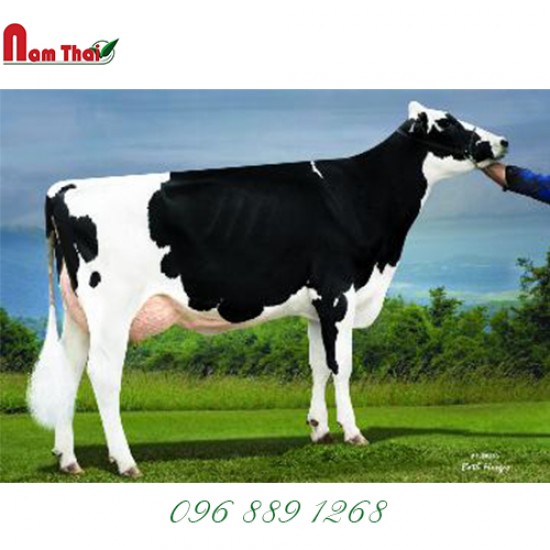 Tinh bò sữa HF Mỹ-DE-SU 11491 FOSTER-TW