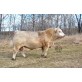 Tinh bò thịt Charolais -  CJC SYMBOL B1067P