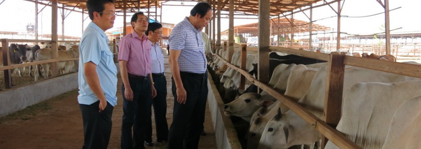 Thúc đẩy phát triển chăn nuôi bò tại Việt Nam