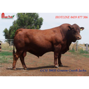 Tinh bò thịt Senepon - GCSJ 30035 Gouron Creek Jacka