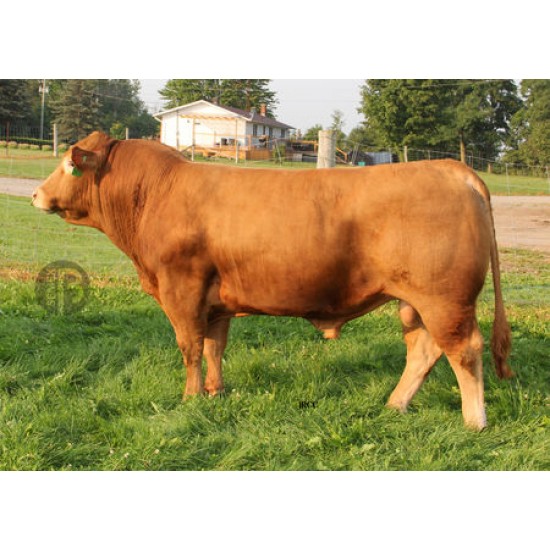 Tinh bò thịt Limousin - WULFS ACCUMULATOR L131A