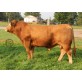 Tinh bò thịt Limousin - WULFS ACCUMULATOR L131A