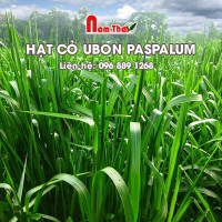 Hạt cỏ giống Ubon Paspalum