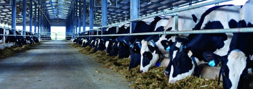 Kỹ thuật xây dựng chuồng nuôi bò sữa