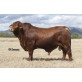 Tinh bò thịt Droughtmaster -  GLENLANDS D SUNDOWNER (P) D5