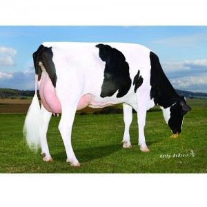 Tinh bò sữa ABS Semen - PEN-COL SONIC