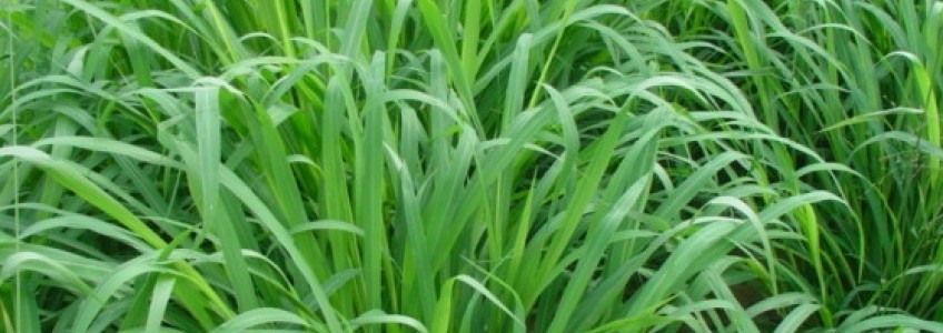 Hạt cỏ giống – đảm bảo chất lượng và năng suất cỏ