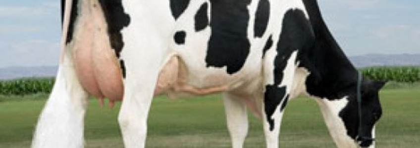 Tinh bò sữa – giải pháp nuôi bò sữa đạt hiệu quả kinh tế cao