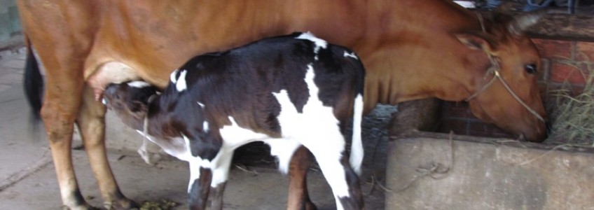 Nếu có ý định chăn nuôi bò sữa bạn nên biết những gì ?