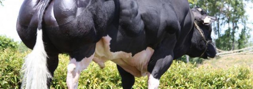 Tinh bò thịt phương pháp hữu hiệu cho việc duy trì nòi giống