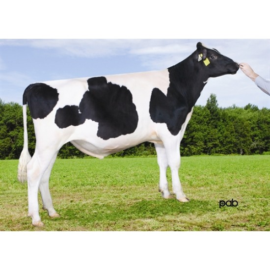 Tinh bò sữa HF - GORDI / CANADA