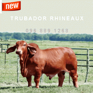 Tinh bò thịt Red Brahman - Trubador Rhineaux