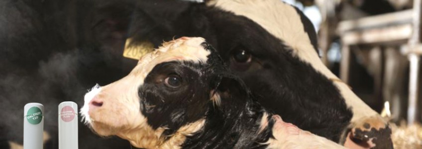 BỆNH LIỆT, SỐT SỮA vấn đề nghiêm trọng đối với bò sữa trước và sau sinh
