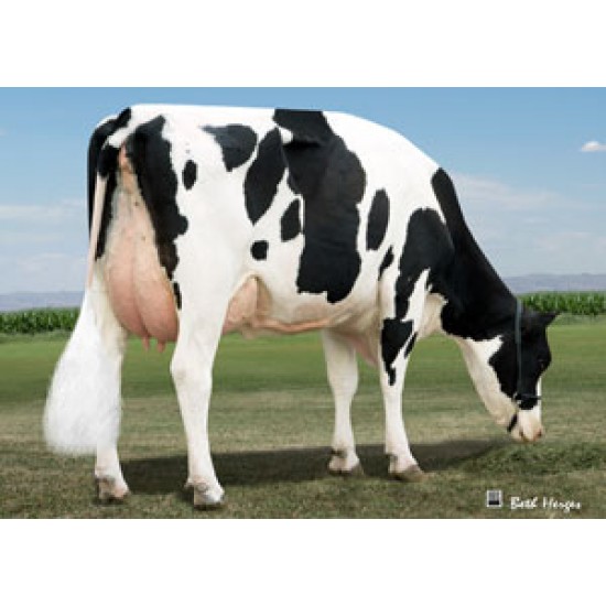 Tinh bò sữa HF phân biệt giới tính - Michelob/ Mỹ