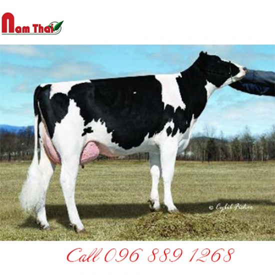 Tinh bò sữa HF - WA-DEL SUPER RENO-ET