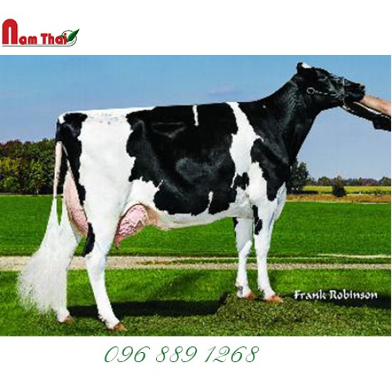 Tinh bò sữa HF Mỹ-WELCOME GERWYN-ET