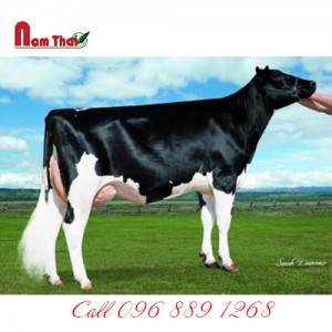 Tnh bò sữa HF Mỹ-CLEAR-ECHO INVINCABULL-ET