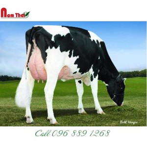 Tinh bò sữa HF Mỹ - LARCREST CABALLERO-ET