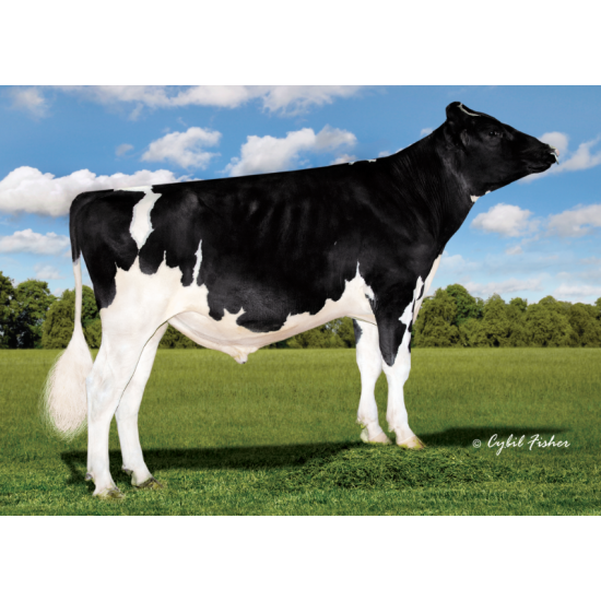Tinh bò sữa HF - KED ONE SAFELITE-ET - 29HO17617