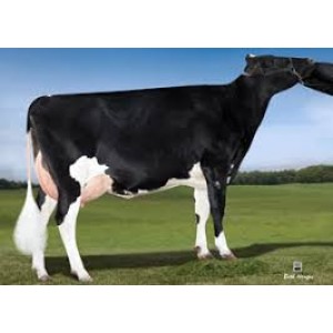 Tinh bò sữa HF - DE-SU 867 CASTLE-ET- 29HO16160