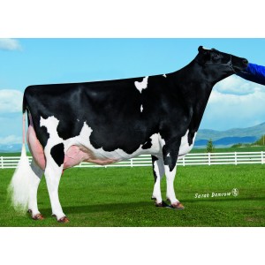 Tinh bò sữa HF - EDG HERCULES-ET- 29HO17613