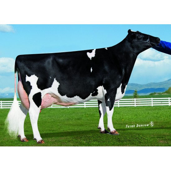 Tinh bò sữa HF - EDG HERCULES-ET- 29HO17613