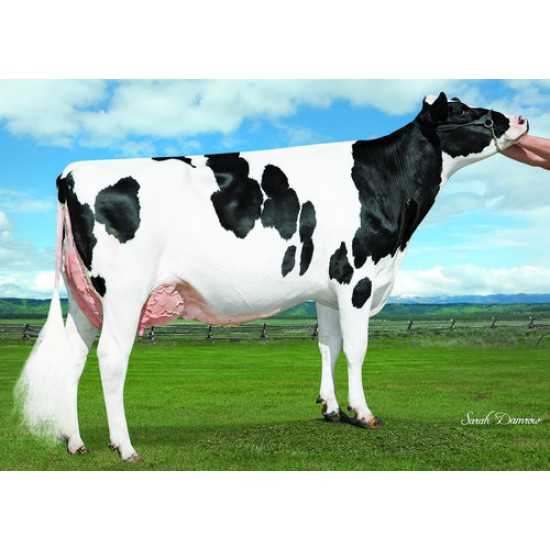 Tinh bò sữa HF - BOMAZ NOBLE - ET - 29HO17765