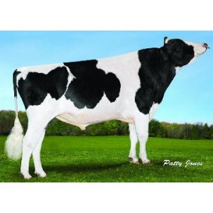 Tinh bò sữa HF - RYAN-CREST EMBASSY-ET 94HO14912