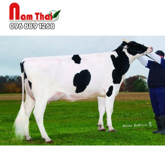 Tinh bò sữa HF - PINE-TREE ENLIGHTEN-PP-ET