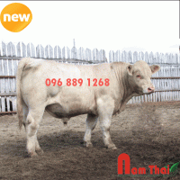 Tinh bò thịt Charolais - Casino