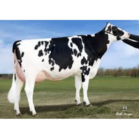 Tinh bò sữa HF phân biệt giới tính - CONAN