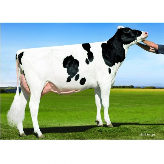 Tinh bò sữa HF - LEGION
