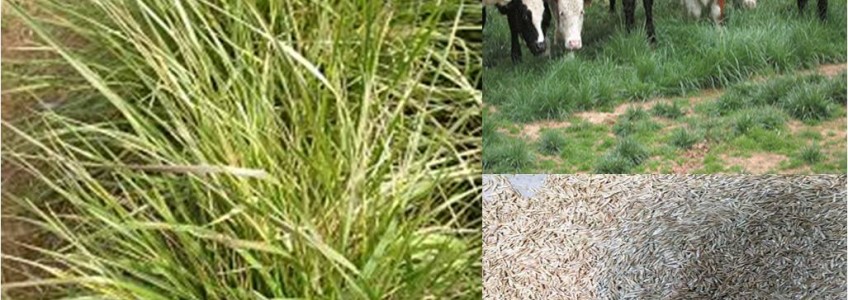 Vai trò hạt cỏ giống và giải pháp nguồn thức ăn trong chăn nuôi