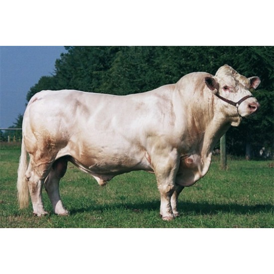 Tinh bò thịt Charolais - PACIFIC - FR7121329558