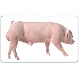 Tinh lợn Landrace- AGC4 AJAX 0-0