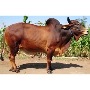 Tinh bò Red Sindhi- India- RAMBO