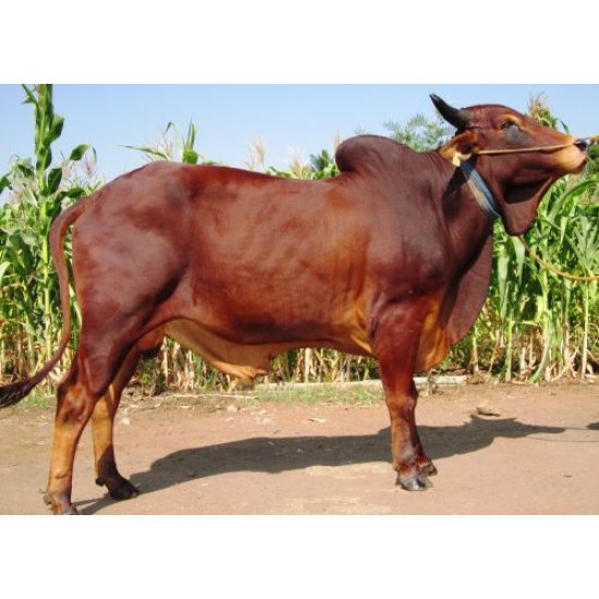 Tinh bò Red Sindhi- India- STOUT
