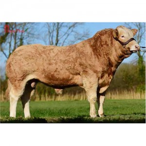 Tinh bò thịt Blonde D'Aquitaine - Sliverwood Mark