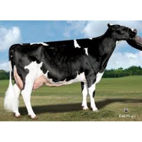 Tinh bò sữa HF ABS thường Troyer /Mỹ