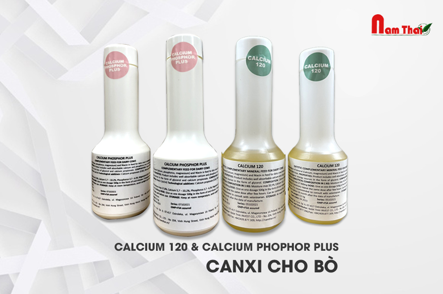 Hỗ trợ điều thị thiếu hụt Canxi ở bò với Calcium 120 và Calcium Phosphor